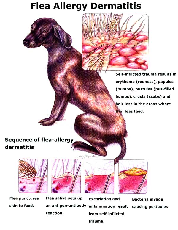 Flea allergy dermatitis FAD is the most common veterinary